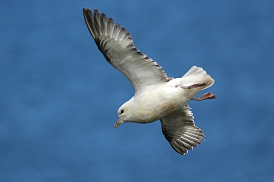 Noordse Stormvogel.jpg